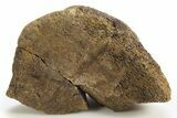 Dinosaur (Triceratops) Bone Section - Montana #316613-1